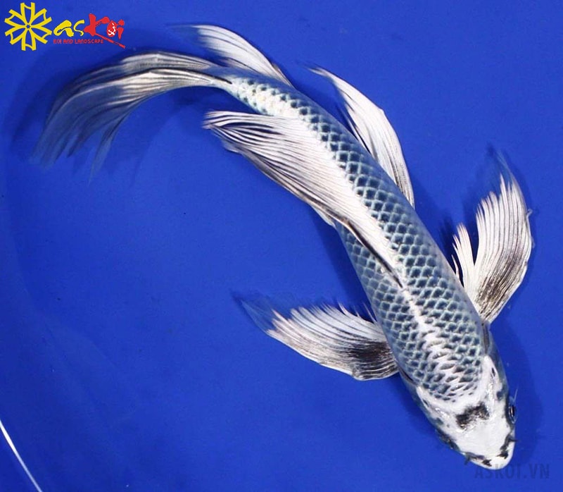 Cá Koi màu bạc ánh kim rất hợp với người mệnh Kim