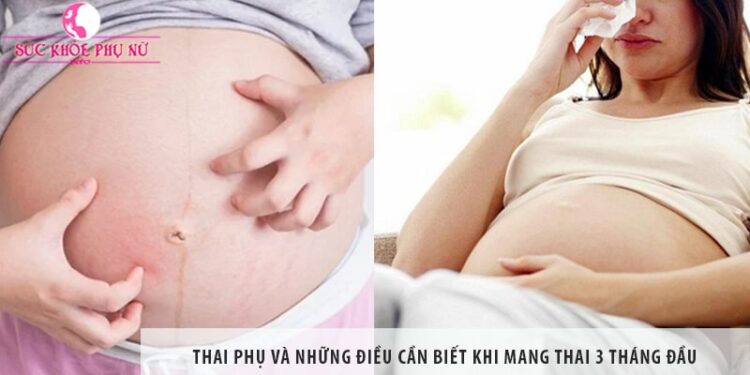 Thai phụ và những điều cần biết khi mang thai 3 tháng đầu